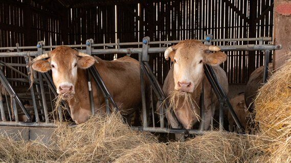 Image for twitter card